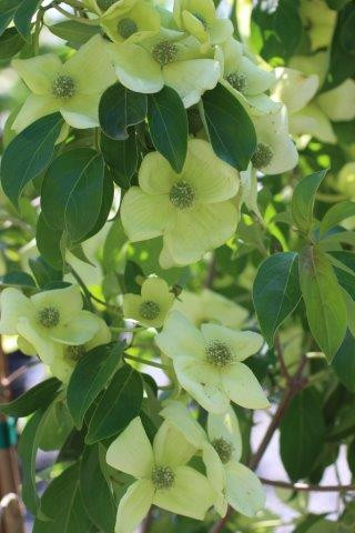 Cornus capitata &lsquo;Mountain Moon&rsquo; - Devil Mountain Wholesale Nursery