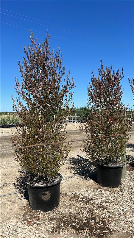 Dodonaea viscosa 'Purpurea' - Devil Mountain Wholesale Nursery