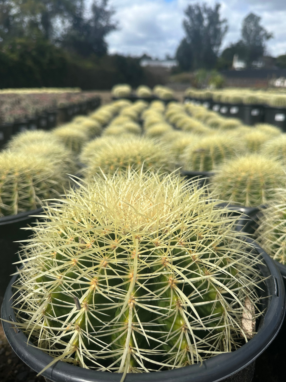 金鯱（Echinocactus grusonii） Echinocactus grusonii - Devil Mountain Wholesale Nursery
