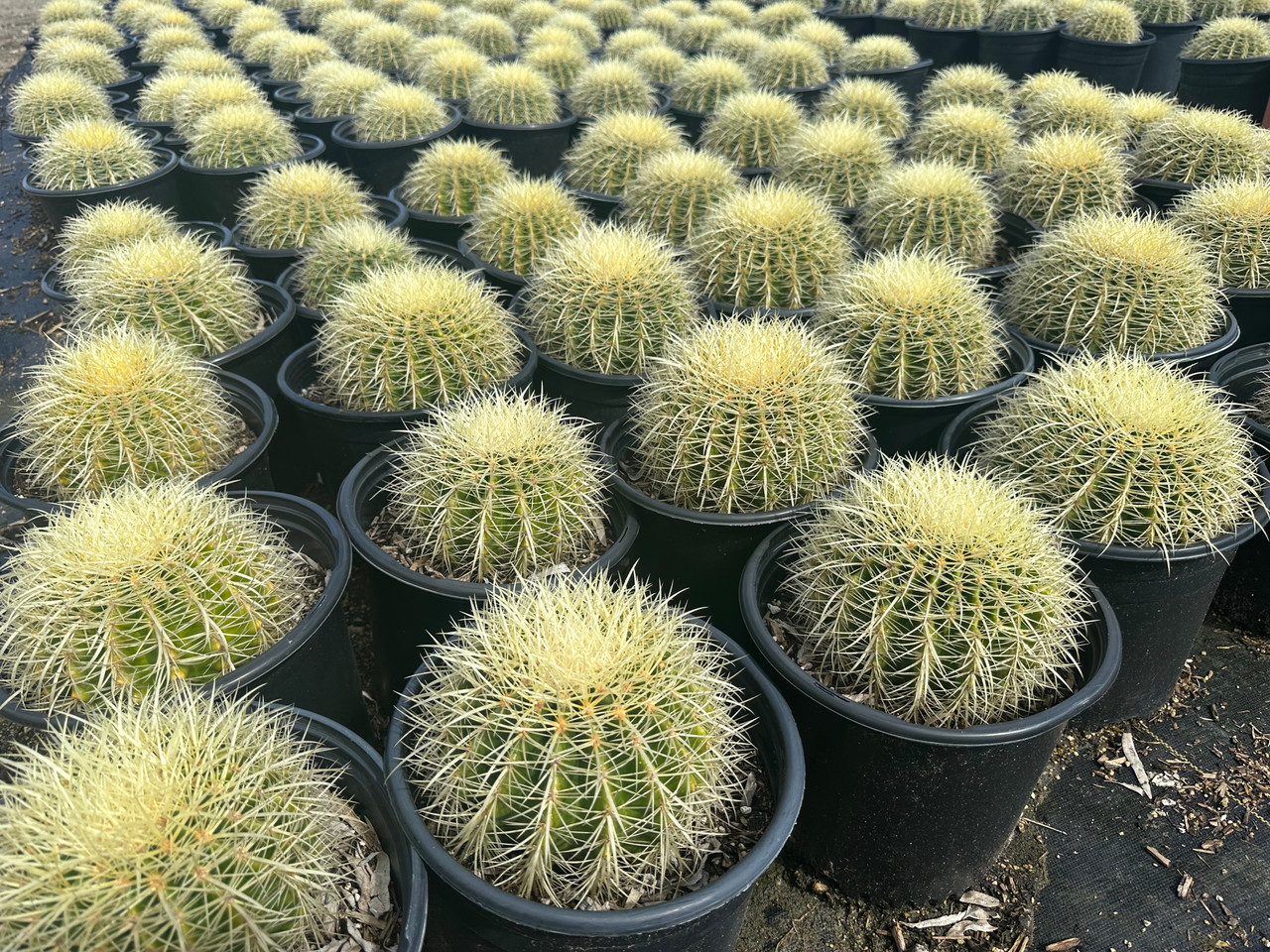 Echinocactus grusonii - Devil Mountain Wholesale Nursery