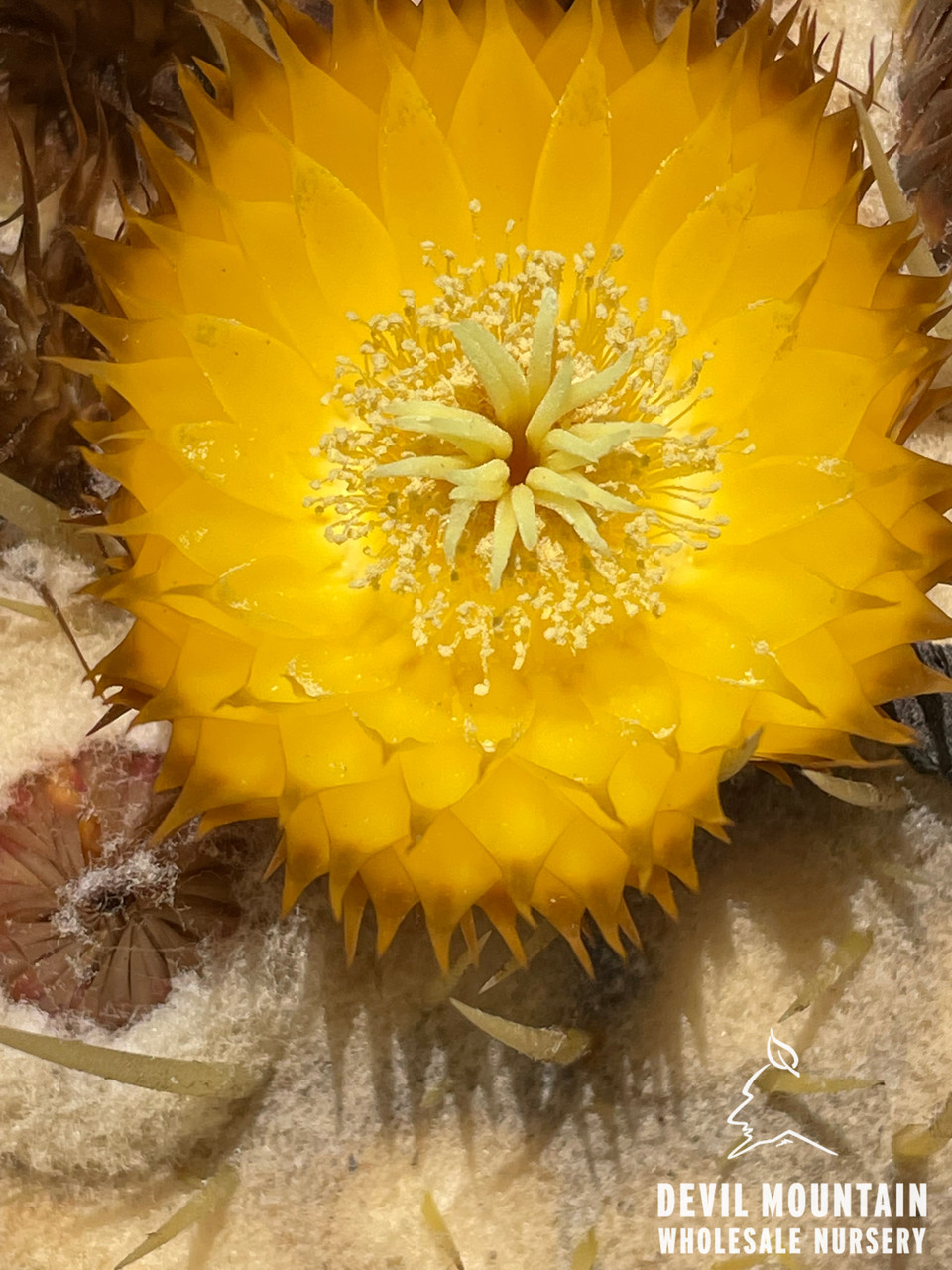 Echinocactus grusonii - Devil Mountain Wholesale Nursery