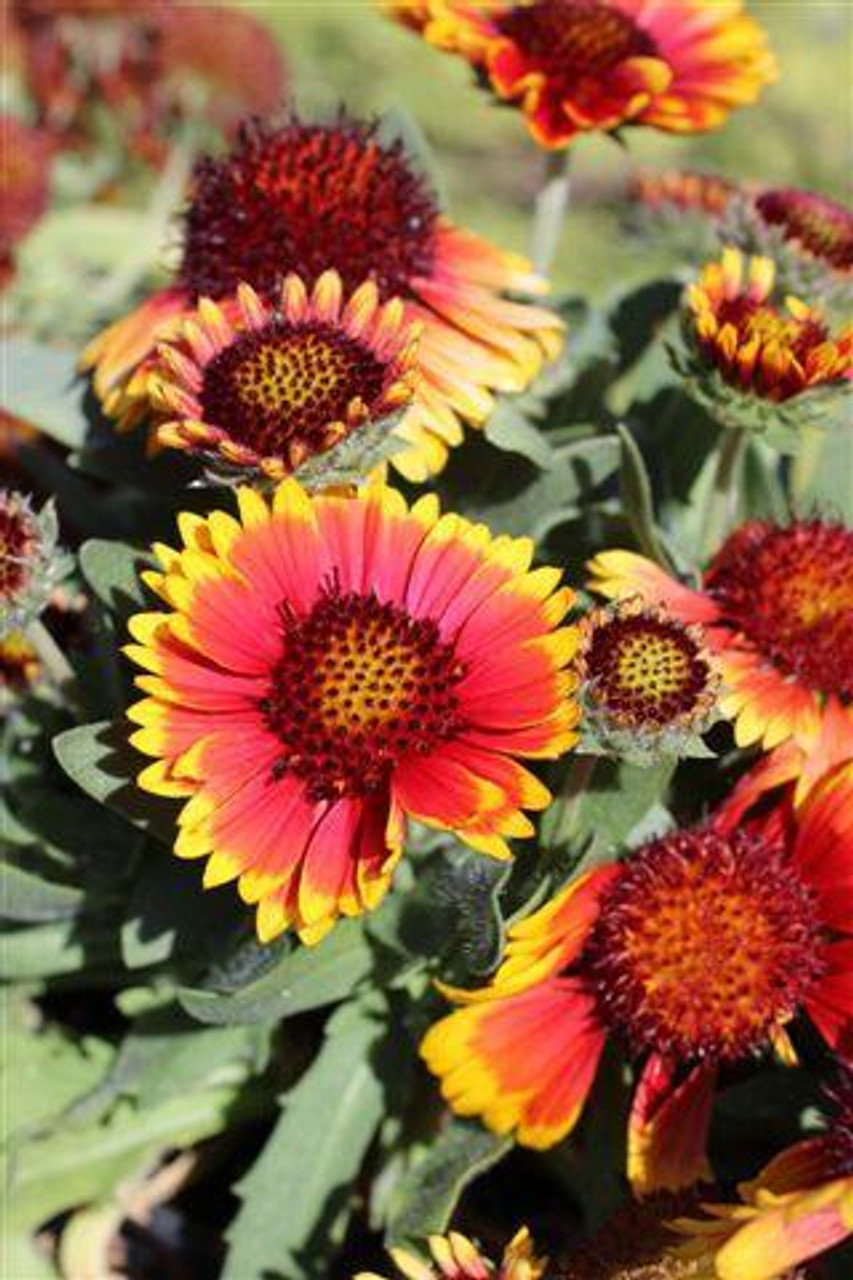 Arizona sun 2024 blanket flower perennial