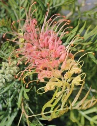 Grevillea 'Peaches and Cream' - Devil Mountain Wholesale Nursery