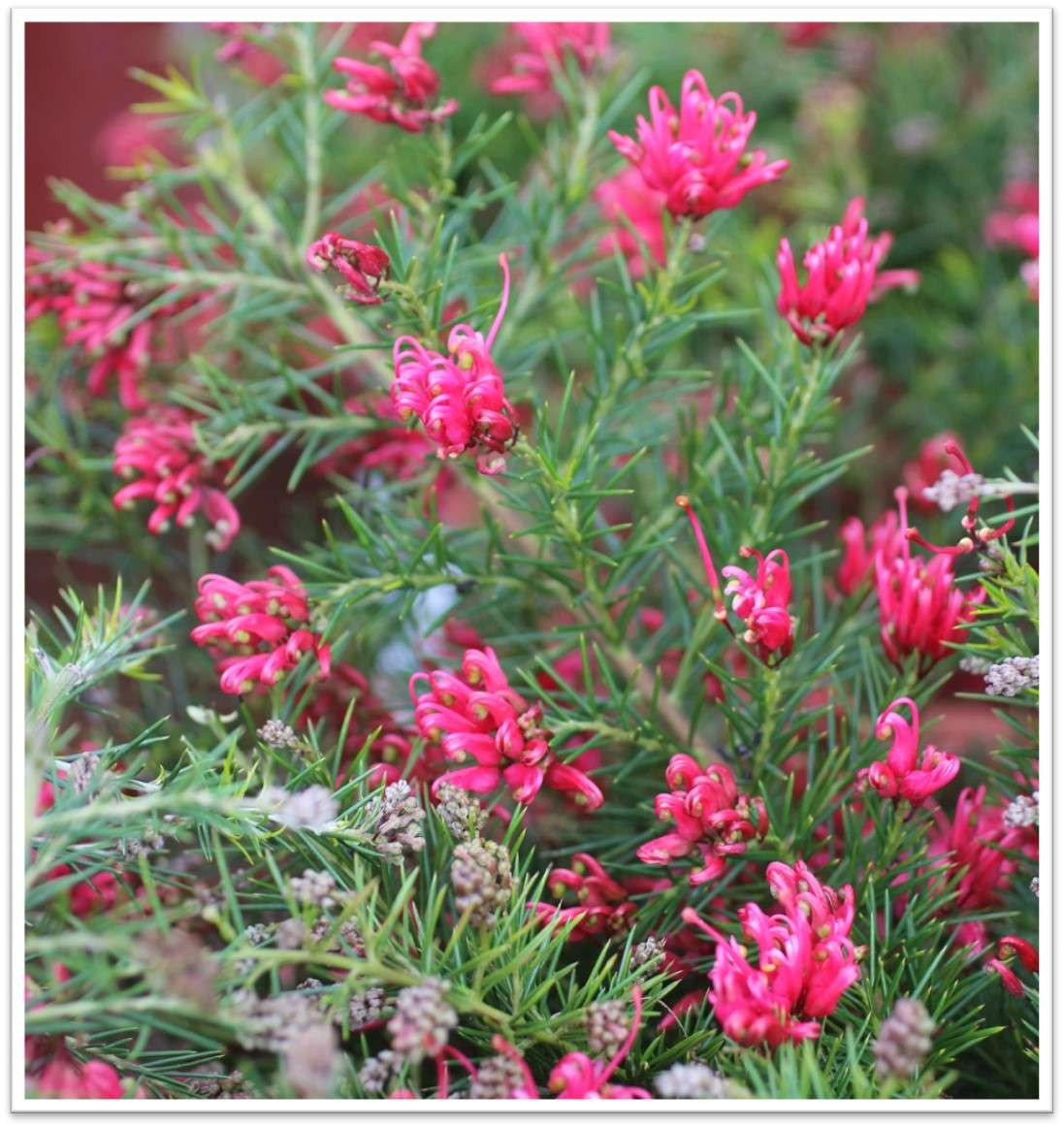 Grevillea rosmarinifolia 'Scarlet Sprite' - Devil Mountain