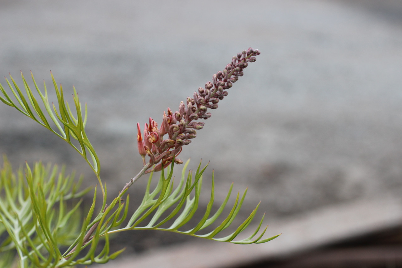 Grevillea 'Superb' - Devil Mountain Wholesale Nursery