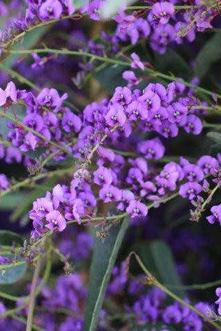 Hardenbergia violacea 'Canoelands' - Devil Mountain Wholesale Nursery
