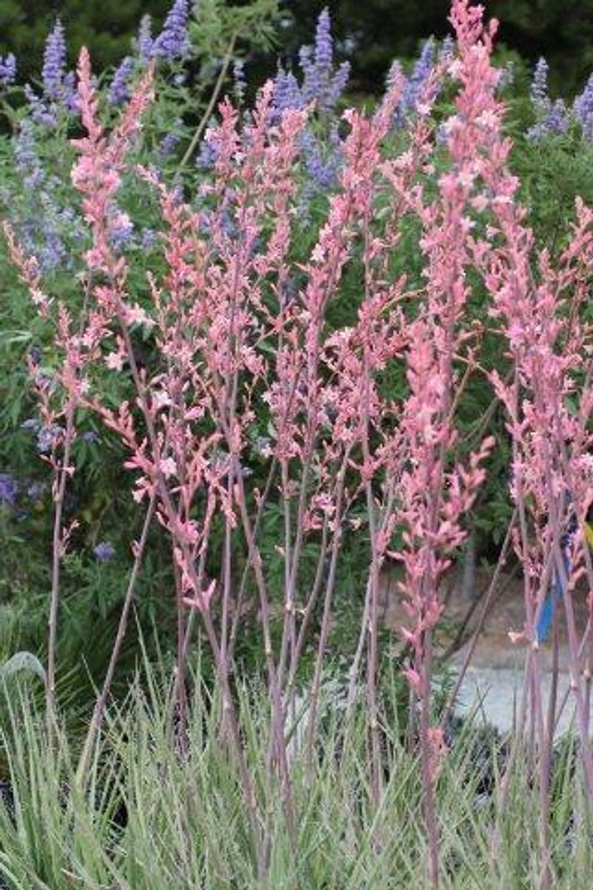 Hesperaloe x 'Pink Parade' - Devil Mountain Wholesale Nursery