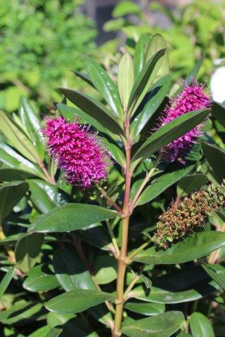 Hebe speciosa - Devil Mountain Wholesale Nursery