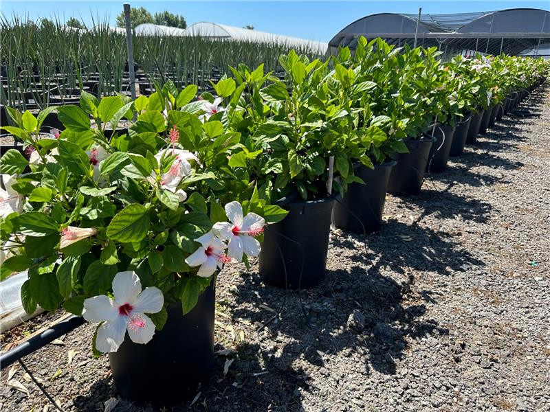 Hibiscus rosa-sinensis 'White Wings' - Devil Mountain Wholesale