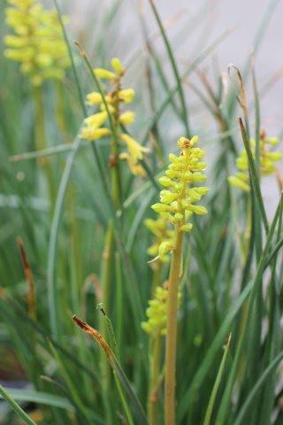 Kniphofia 'Lemon Popsicle' - Devil Mountain Wholesale Nursery