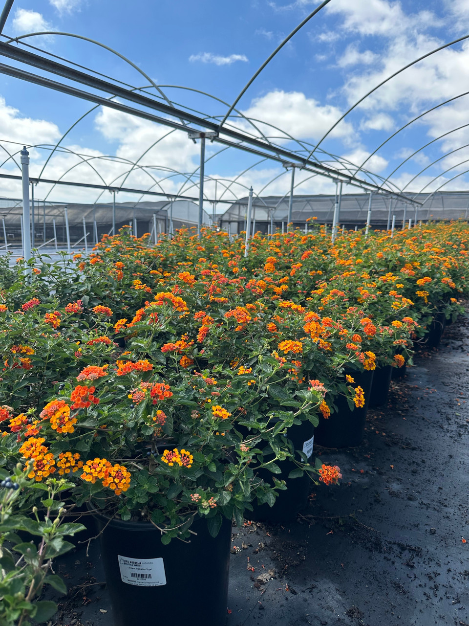 Lantana 'Radiation' - Devil Mountain Wholesale Nursery
