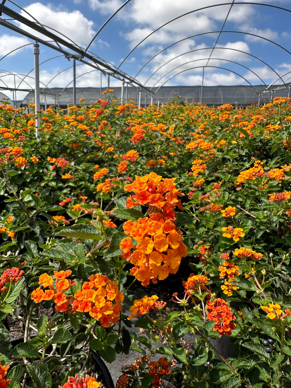 Lantana 'Radiation' - Devil Mountain Wholesale Nursery