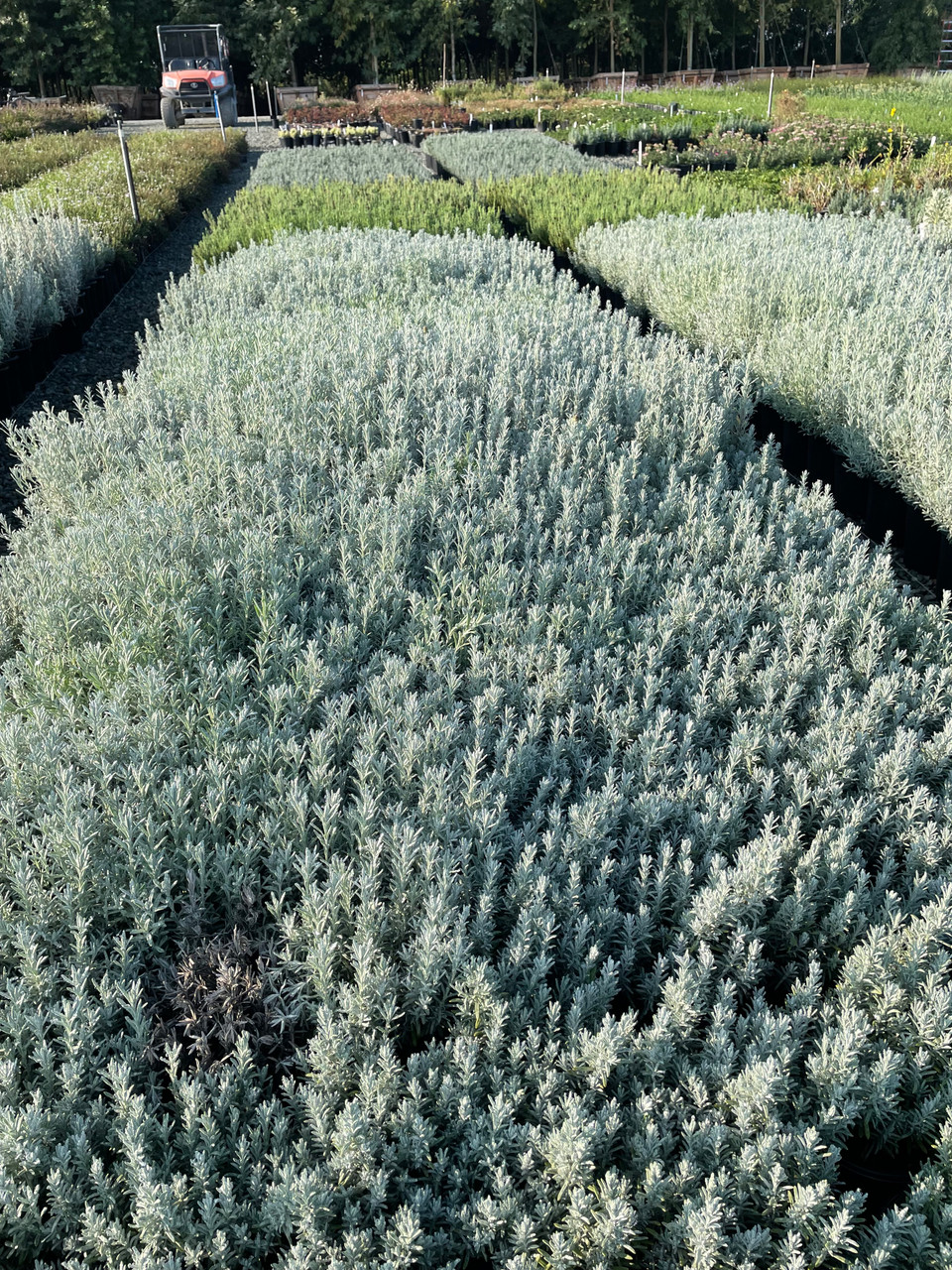 Lavandula stoechas 'Silver Anouk' - Devil Mountain Wholesale Nursery