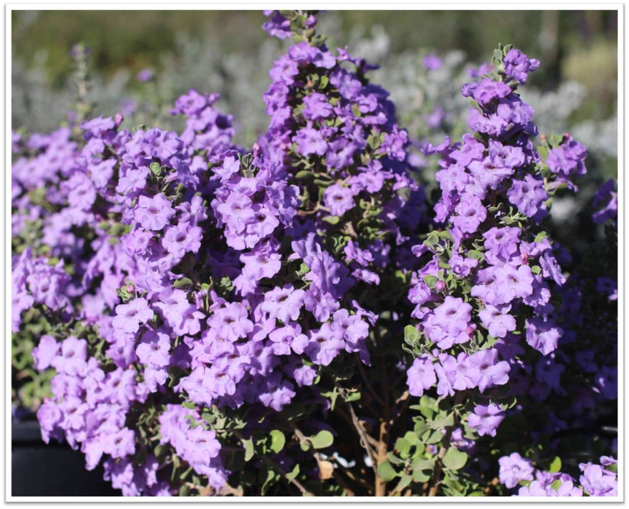 Leucophyllum langmaniae 'Lynn's Legacy' - Devil Mountain Wholesale