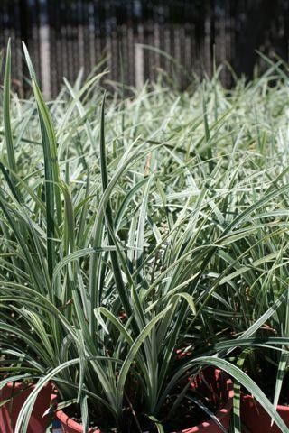 Liriope spicata 'Silver Dragon' - Devil Mountain Wholesale Nursery