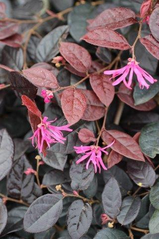 Loropetalum 'Sizzling Pink' - Devil Mountain Wholesale Nursery