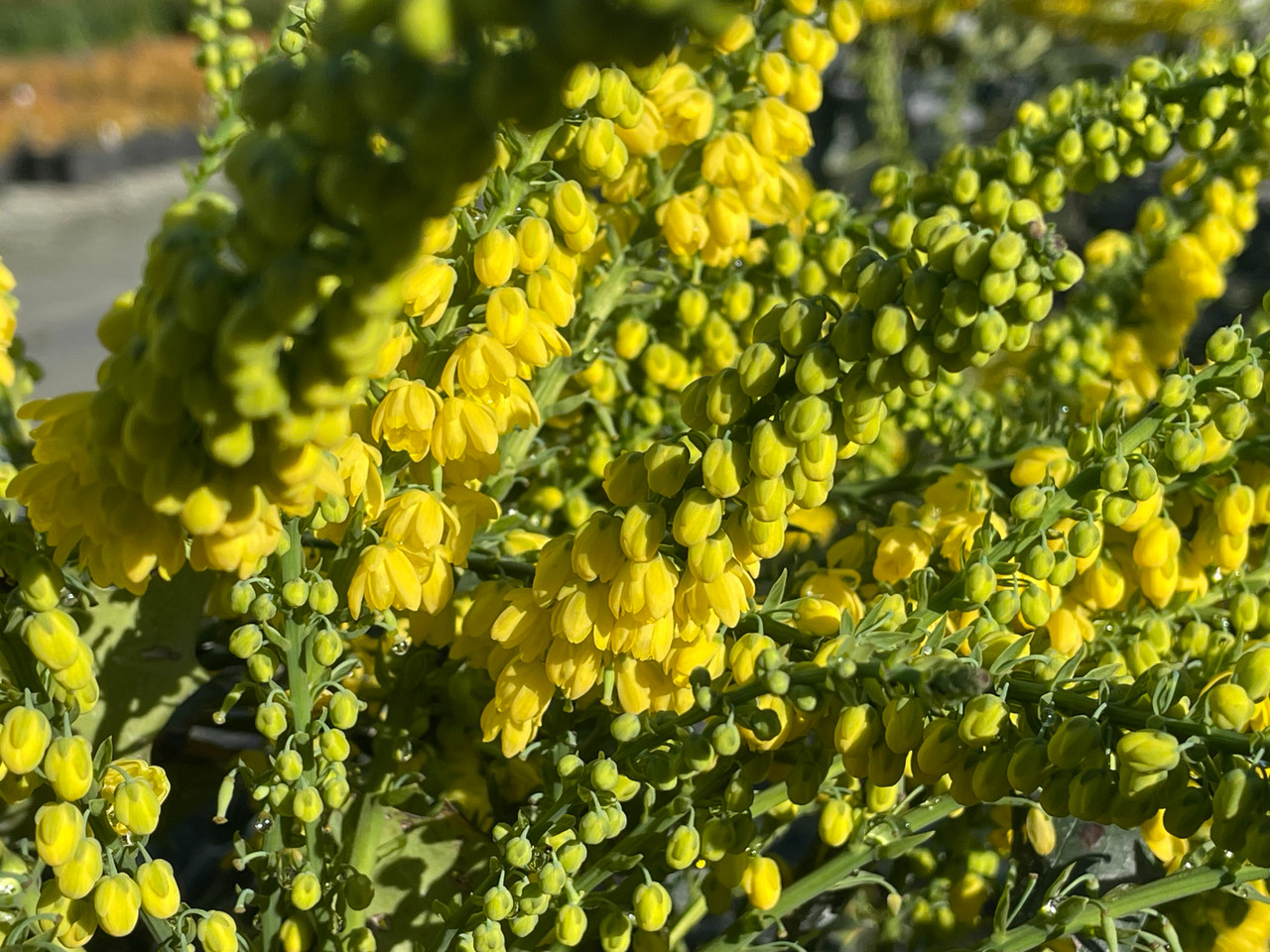 Mahonia media 'Winter Sun' - Devil Mountain Wholesale Nursery