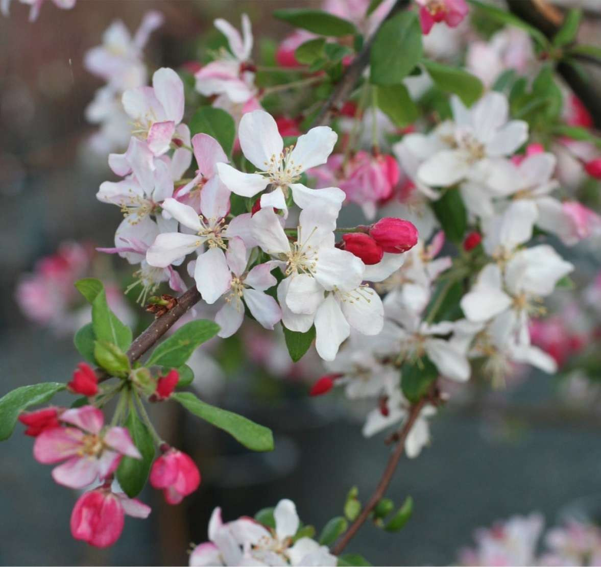 Malus Crabapple floribunda - Devil Mountain Wholesale Nursery