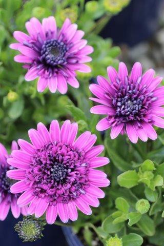 Osteospermum 4D™ - Devil Mountain Wholesale Nursery