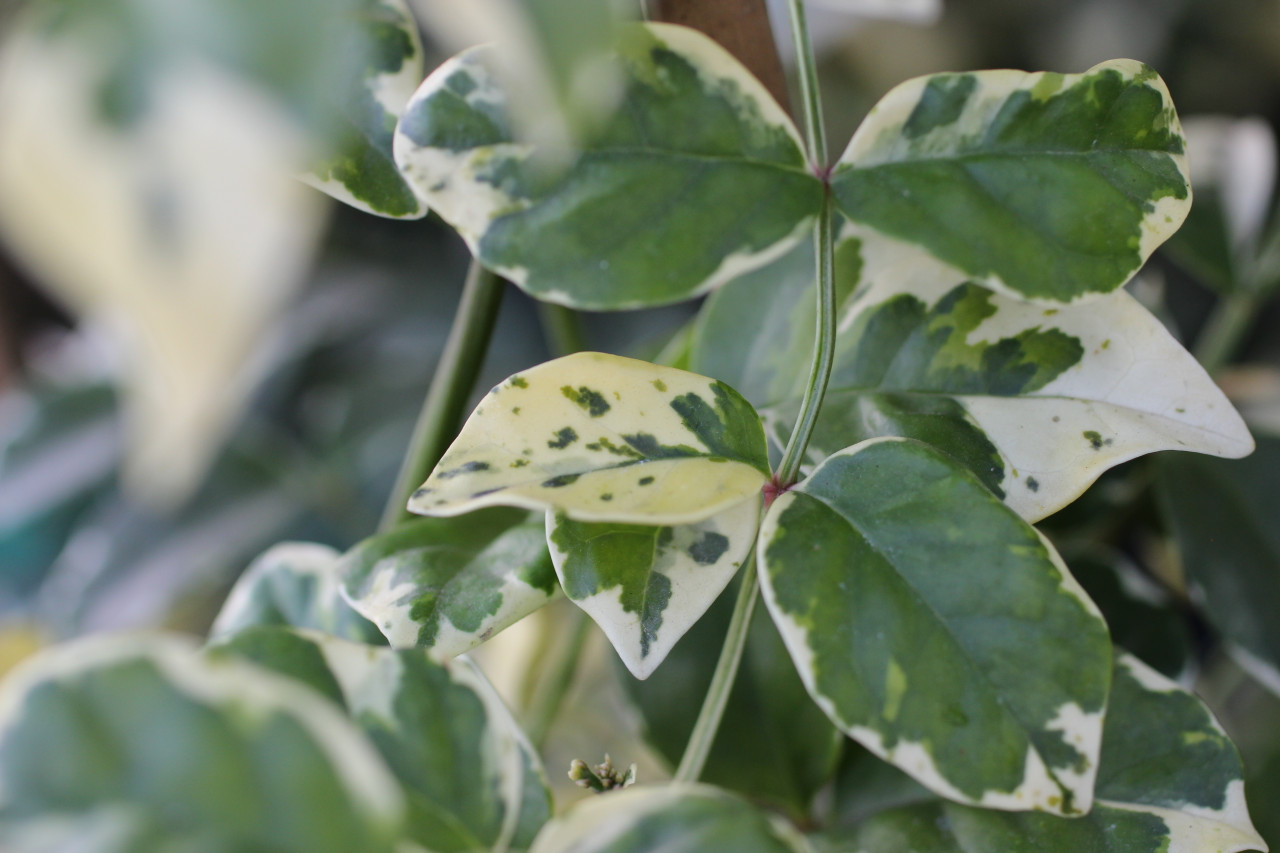 Pandorea jasminoides 'Variegata' - Devil Mountain Wholesale Nursery
