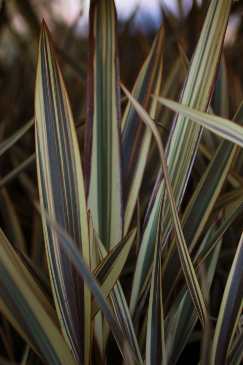 Phormium 'Alison Blackman' - Devil Mountain Wholesale Nursery
