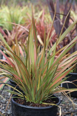 Phormium 'Jester' - Devil Mountain Wholesale Nursery