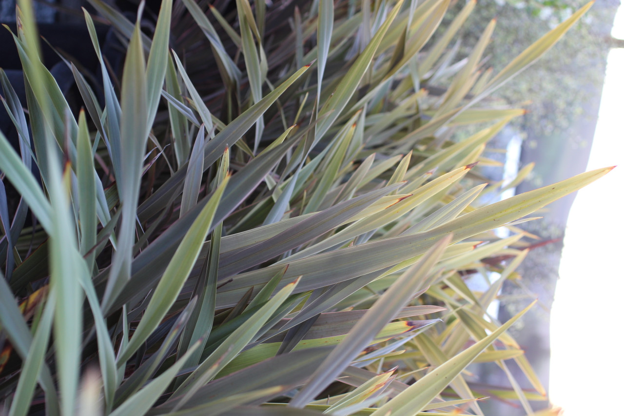 Phormium 'Pink Stripe' - Devil Mountain Wholesale Nursery