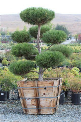 【ビルス】タビビトノキ【premium】 Musashino Japanese Zelkova