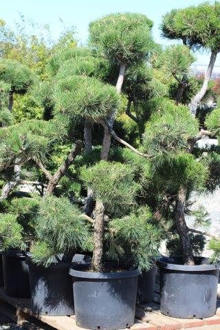 Pinus thunbergiana 'Compacta' - Devil Mountain Wholesale Nursery