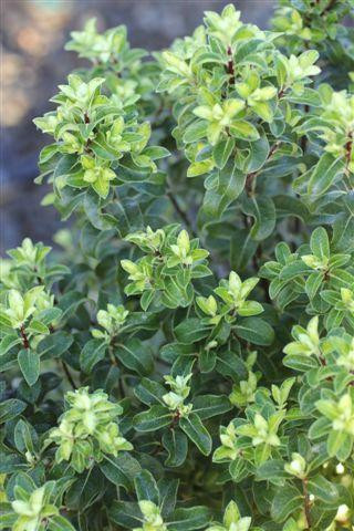 media__35643.1678813040.jpg?c=1