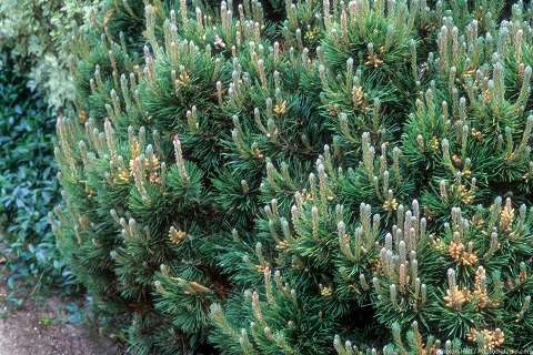 Pinus mugo mugo - Devil Mountain Wholesale Nursery