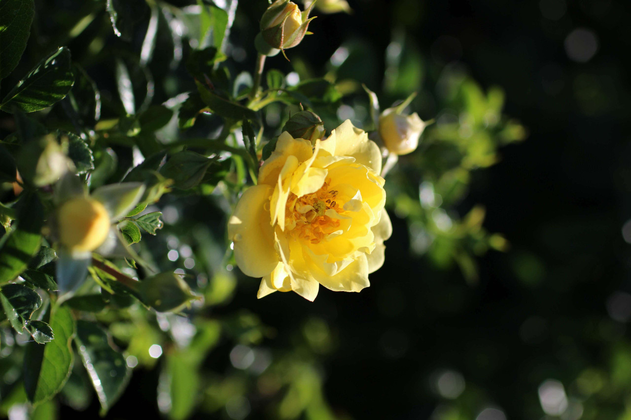 Rosa Flower Carpet® Yellow - Devil Mountain Wholesale Nursery