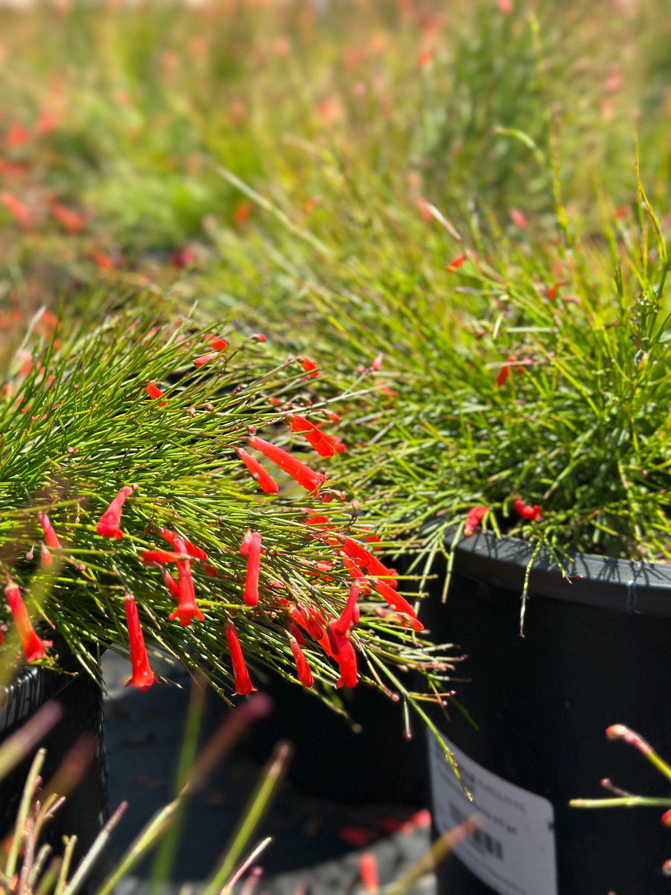 Russelia equisetiformis - Devil Mountain Wholesale Nursery