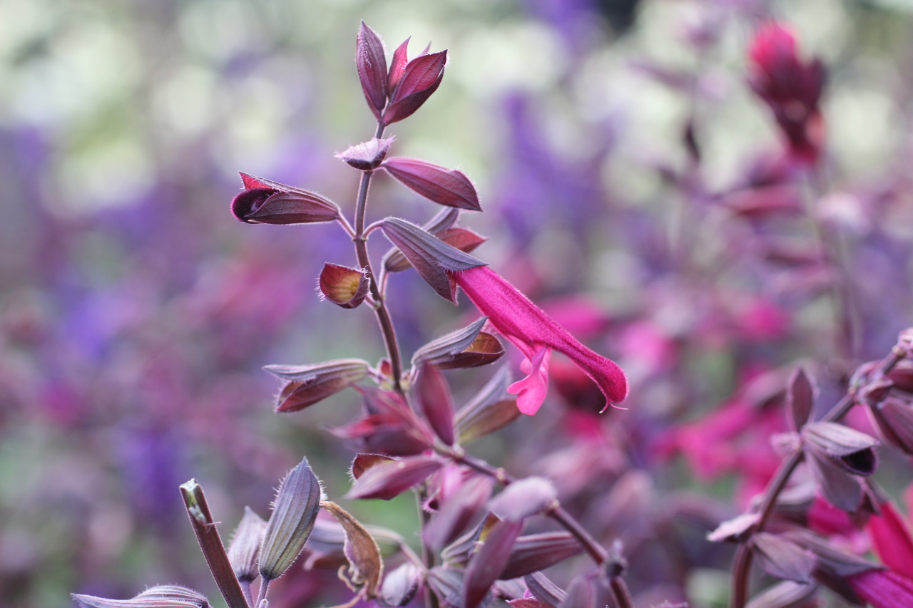 Salvia Love and Wishes - Devil Mountain Wholesale Nursery