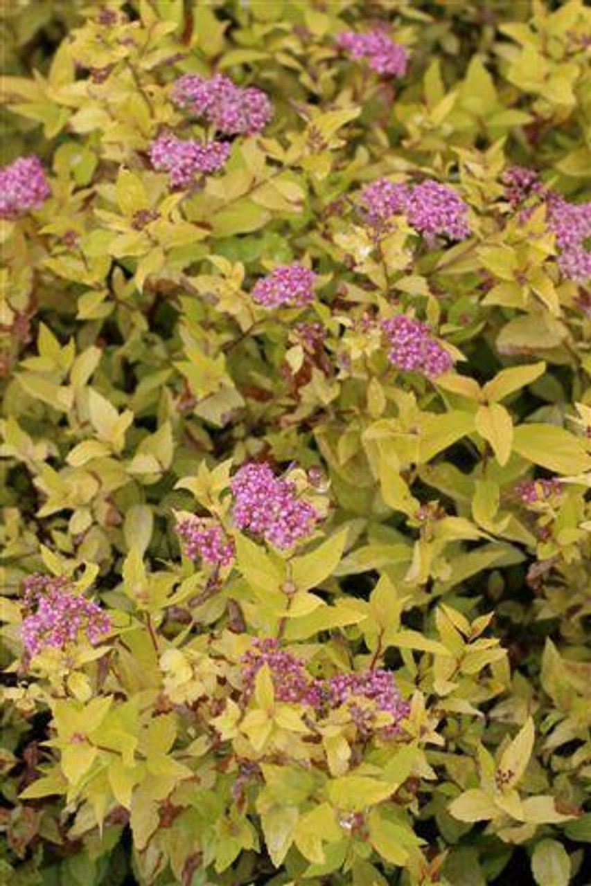 BALMUDA - ※フラワーズ Spiraea bumalda Limemound - Devil Mountain Wholesale Nursery