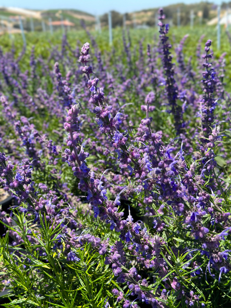 Trichostema lanatum - Devil Mountain Wholesale Nursery
