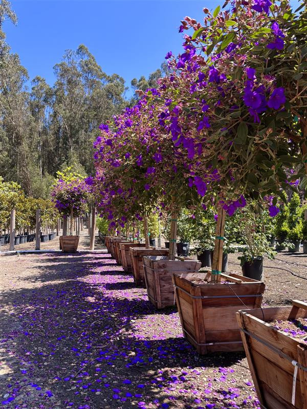 Tibouchina urvilleana - Devil Mountain Wholesale Nursery
