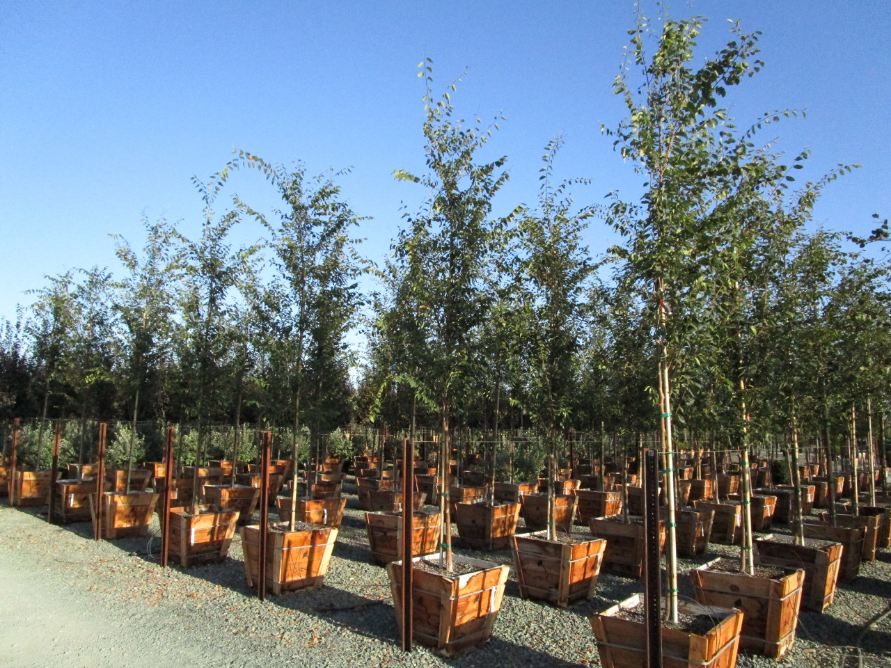 Zelkova serrata 'Musashino' - Devil Mountain Wholesale Nursery