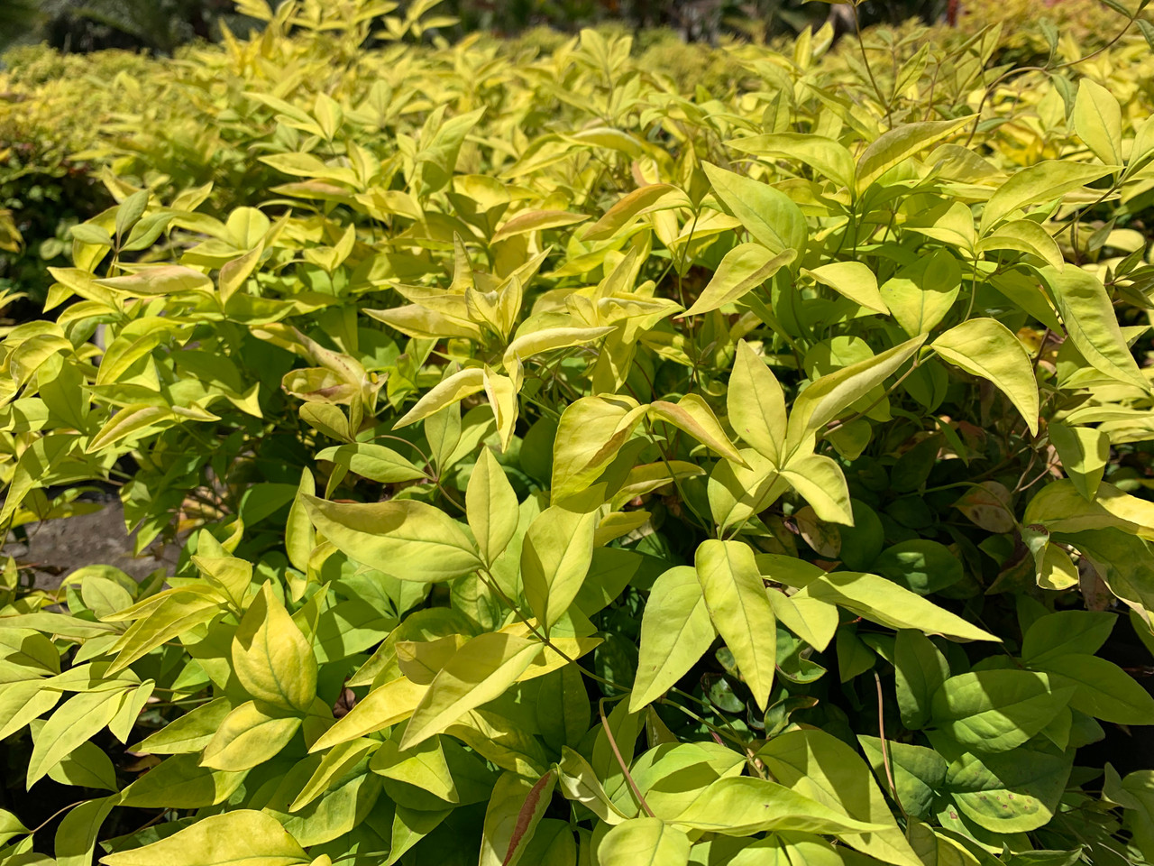 Nandina domestica 'Nana Purpurea' - Devil Mountain Wholesale Nursery