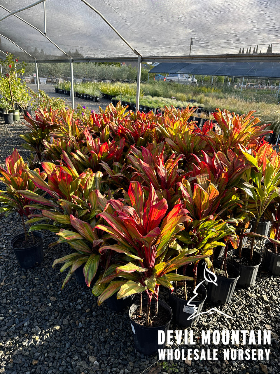 Cordyline fruticosa 'Kiwi' - Devil Mountain Wholesale Nursery