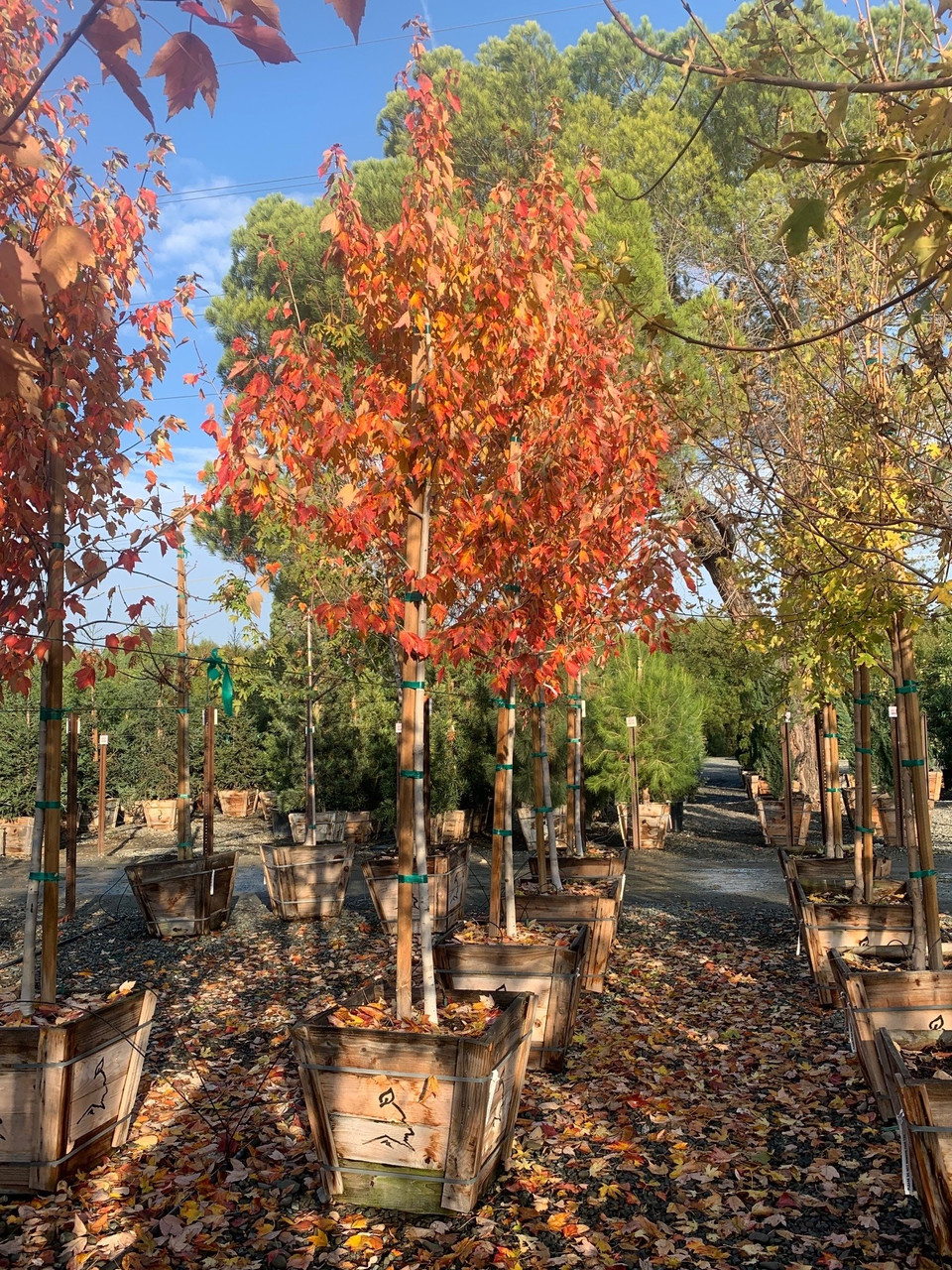 Acer rubrum Red Sunset® - Devil Mountain Wholesale Nursery