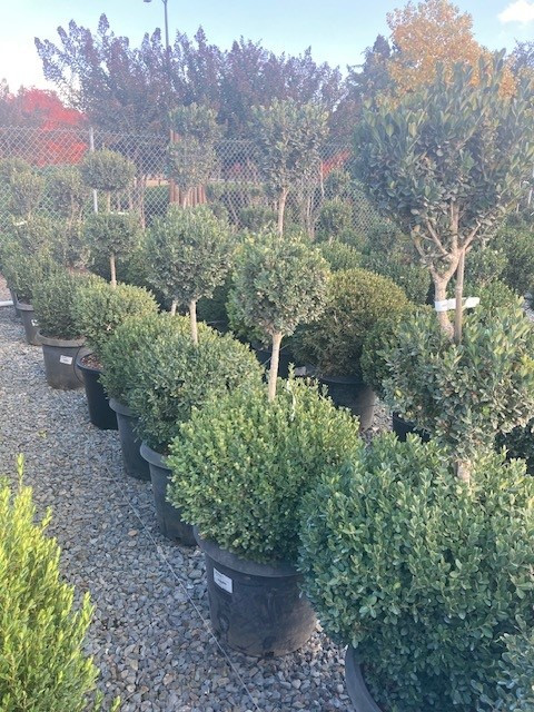 Buxus_Green_Mountain_Ball_3-