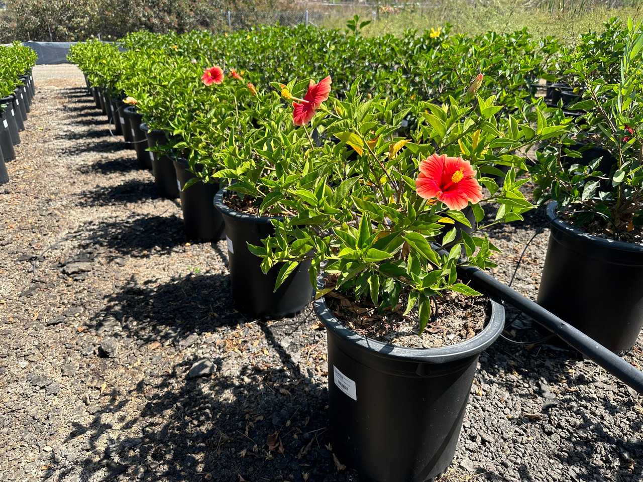 Hibiscus rosa-sinensis 'Santana' (Orange) - Devil Mountain