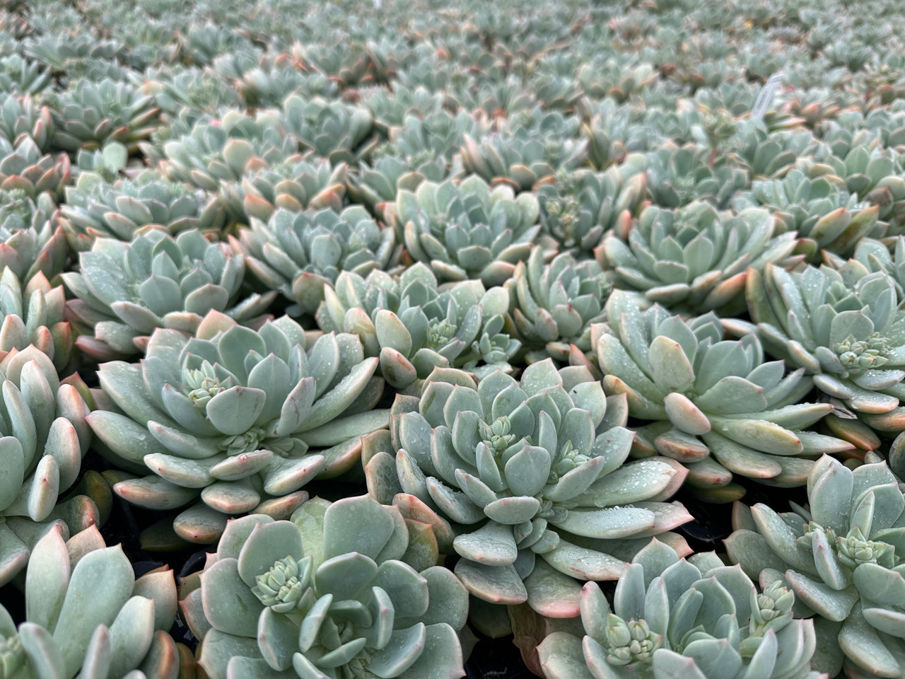 Graptoveria 'A Grim One' - Devil Mountain Wholesale Nursery