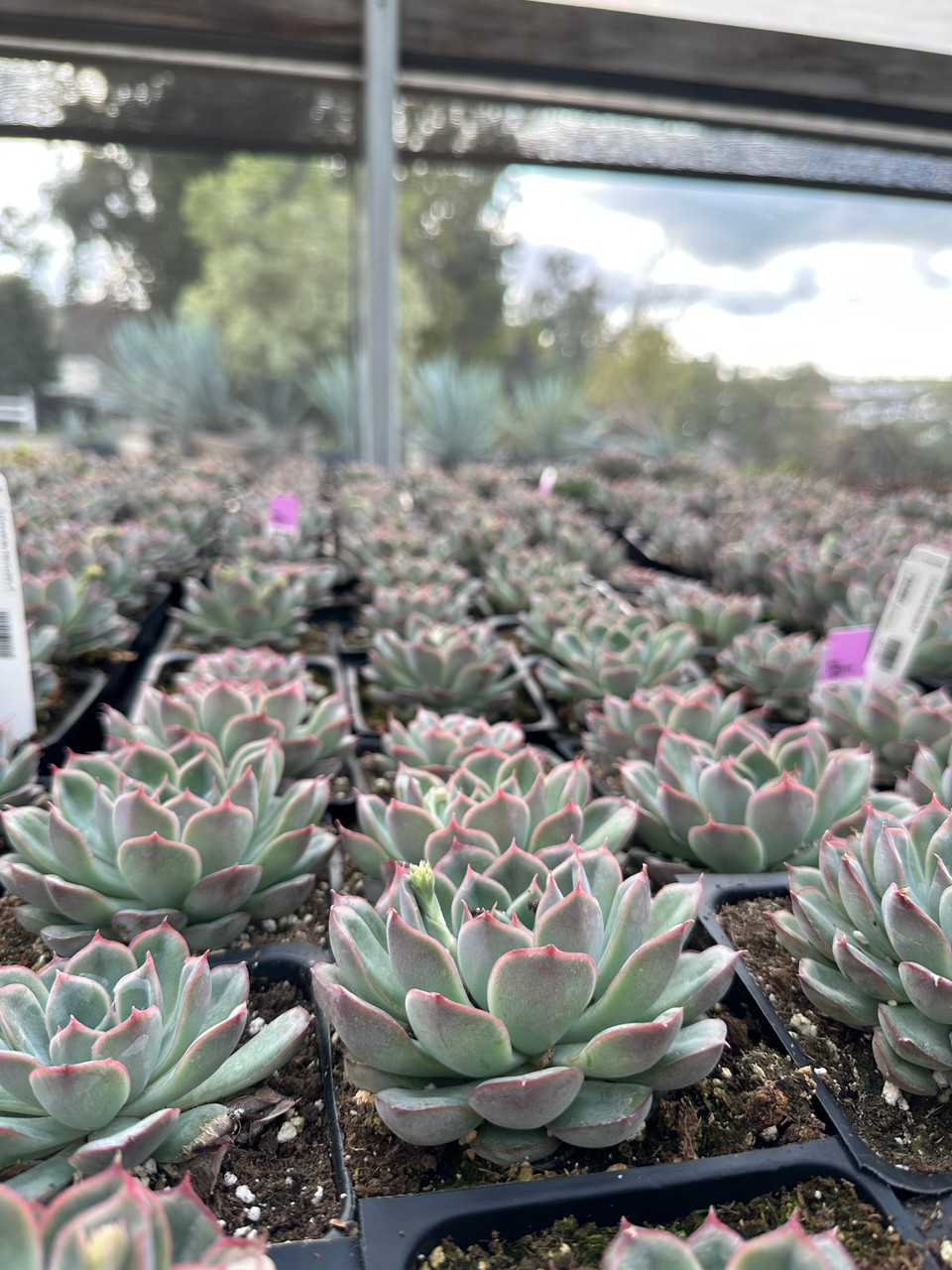 Echeveria 'Hercules' - Devil Mountain Wholesale Nursery