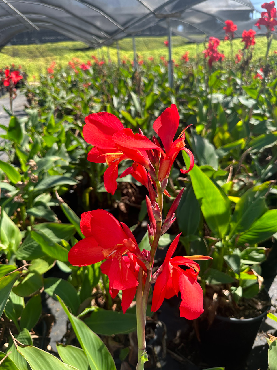 Canna 'Red Shades' - Devil Mountain Wholesale Nursery
