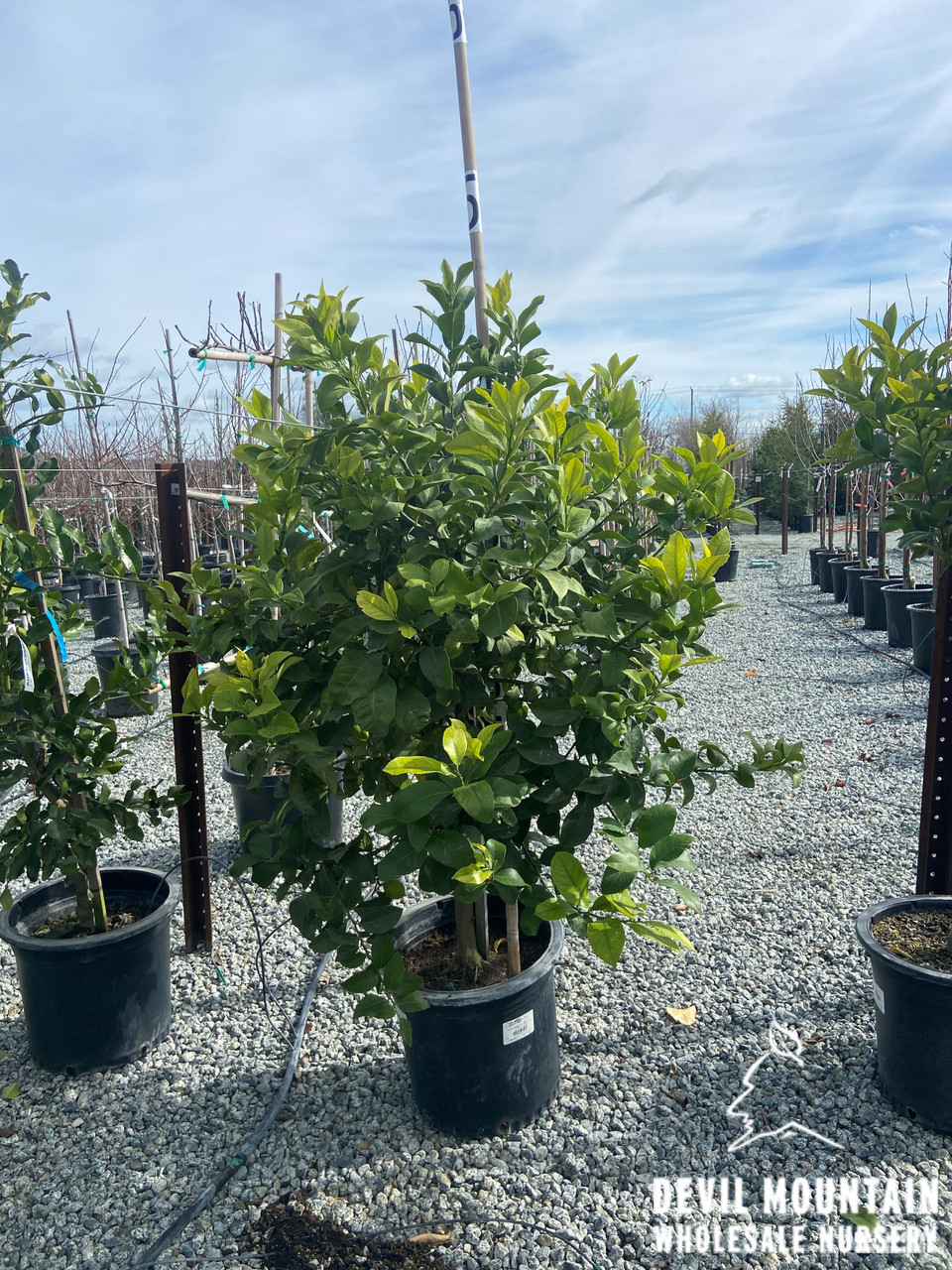 Lemon 'Limonero Fino 49' - Devil Mountain Wholesale Nursery