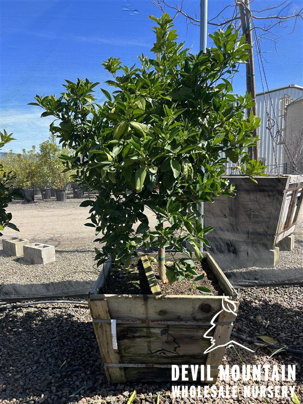 Orange 'Valencia' - Devil Mountain Wholesale Nursery