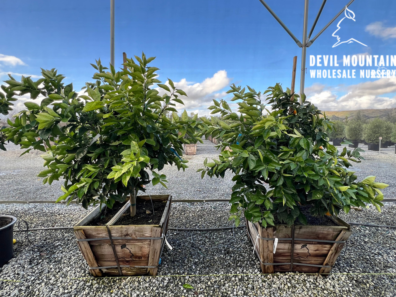 Orange 'Valencia' - Devil Mountain Wholesale Nursery
