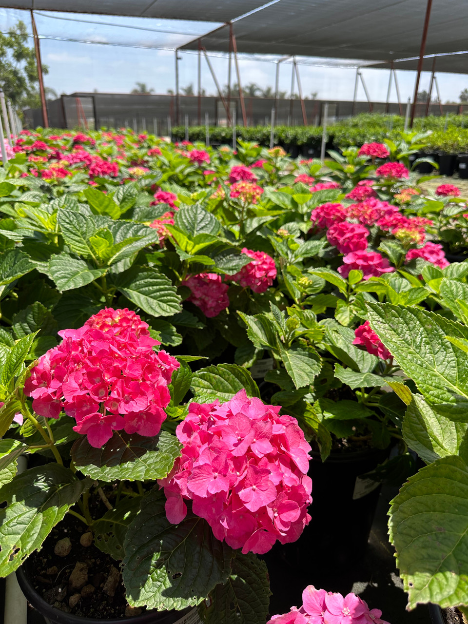 Hydrangea macrophylla 'Rosa Supreme' - Devil Mountain Wholesale